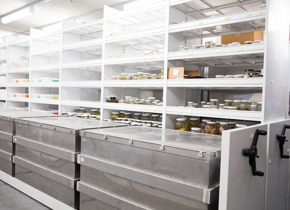 Large specimens stored in metal containers on Mechanical Assist Mobile Shelving San Francisco California
